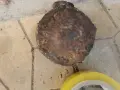 СТАРО АНТИЧНО ГЮЛЕ 1/2 1908261059, снимка 17