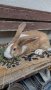 Холандски зайци, зайци Веселина и кръстоска, снимка 12