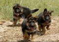 Немски овчарки , снимка 1