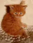 Сибирчета, сибирска котка, сибирски котенца, сибирско коте, хипоалергенни, червено момче, снимка 3