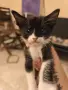 ПОДАРЯВАМЕ КОТЕНЦА, снимка 3