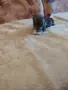 продавам чихуахуа , снимка 6