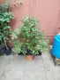 Бонсай заготовка Брезова гора , снимка 17