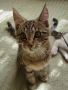 Подарявам коте от породата Мейн Куун, кръстоска., снимка 3