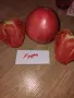 Семена домати и други зеленчуци, снимка 8