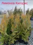 Туя(Смарагд, Фастигията и Ауреа Нана) и кипарис(леилянди, лъже и лимонов) , снимка 4