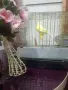  ПРОДАВА СЕ КАНАР МЪЖКИ!, снимка 4