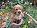 Куче кокер шпаньол, снимка 2