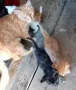 Подаряваме котета., снимка 4