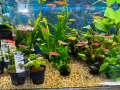 Аквариумни растения , снимка 1 - Оборудване за аквариуми - 44513794