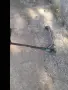 Тротинетка        ., снимка 5