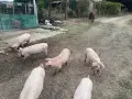 Prodavam praseta , снимка 1
