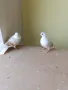 Продавам гълъби от снимките , снимка 15