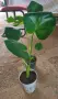 Monstera deliciosa , снимка 2