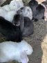 Кочовати зайци, снимка 2