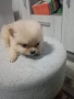 Продавам померани , снимка 2