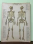 Соц Анатомични Медицински Плакати, снимка 2