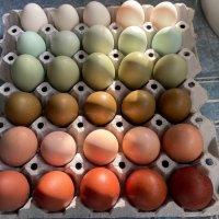 Разноцветни домашни яйца от различни породи кокошки за консумация и люпене, снимка 6 - Домашни продукти - 34929684