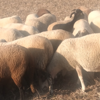 Продавам 35 бели овце , снимка 2 - Овце - 44558159