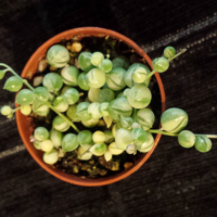 Сенецио, senecio rowleyanus variegata, снимка 1 - Стайни растения - 36459838