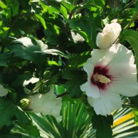 👌👌👌 Hibiscus syriacus, наричан роза на Шарон , снимка 1 - Разсади - 37402411