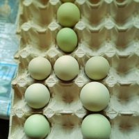 Ексел -яйца от порода снасяща синьо -зелени яйца  около 250 яйца , снимка 4 - други­ - 40631811
