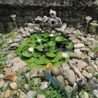 Бяла водна лилия, снимка 1 - Градински цветя и растения - 40158435