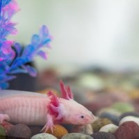 Аксолотъл - Перник Axolotl , снимка 3 - Други - 44192047