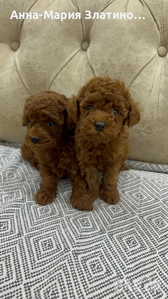 Той пудел момченца и момиченца, снимка 1