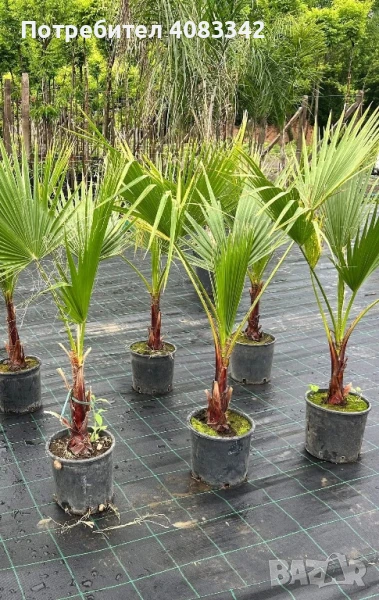 Вашингтония , снимка 1