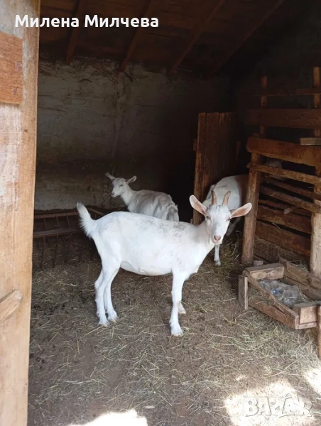 Продава млади кози и коч, снимка 1