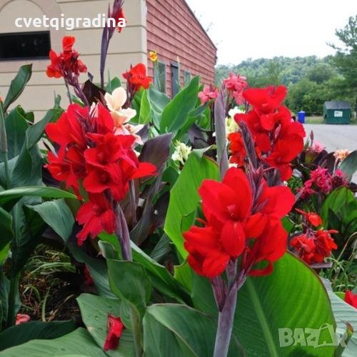Canna Red (Червена Кана), снимка 1