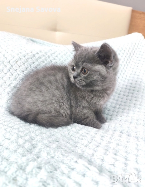 британска късокосместа котка , снимка 1