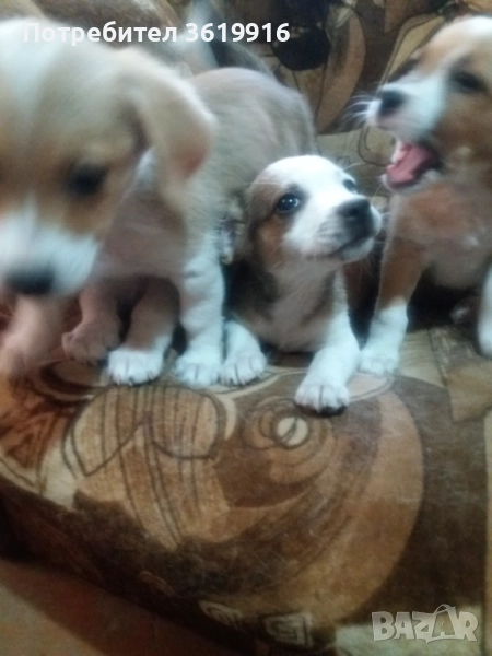 Подарявам кученца на 50дни малки за двор и апартамент, снимка 1