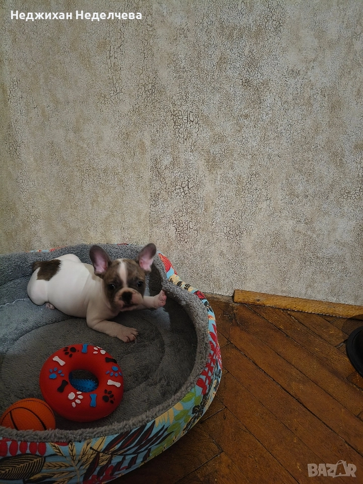 Fenski boldog, снимка 1