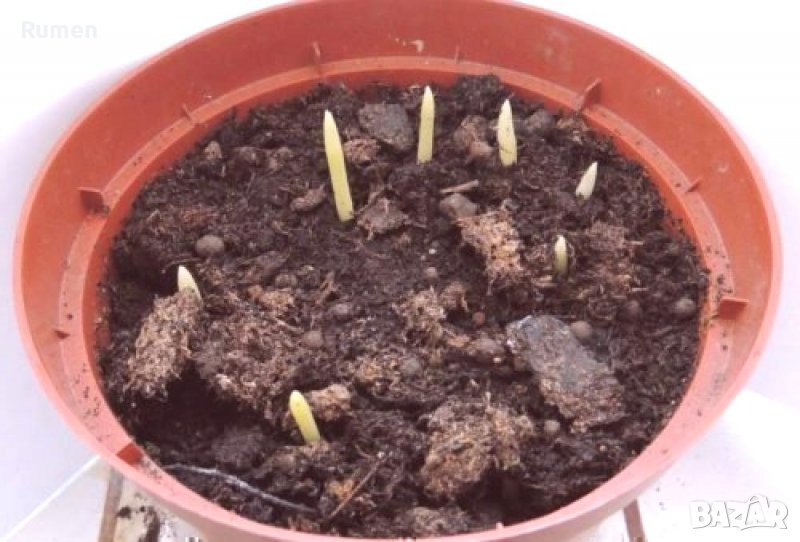 Продавам семена от студоустоичиви палми - 5 вида, снимка 1