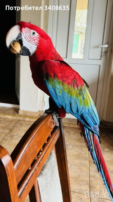 Папагал , снимка 1