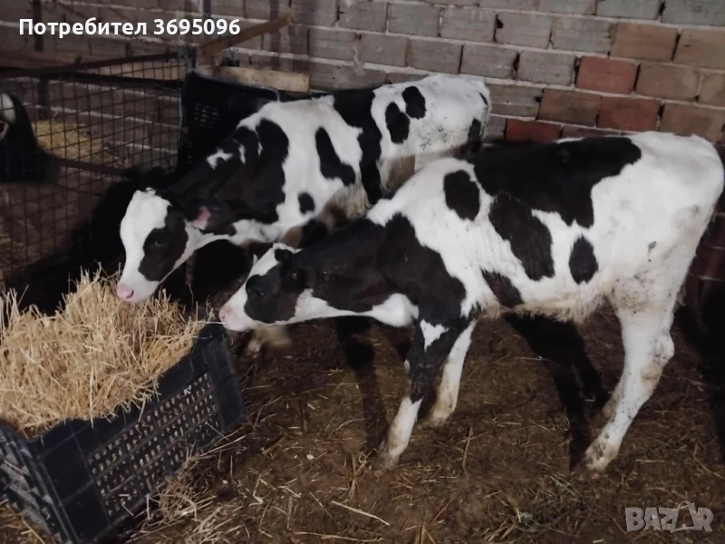 Телета, снимка 1