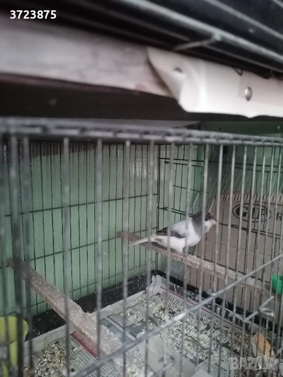 Канари, снимка 1