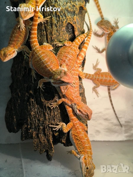 Брадата агама, снимка 1