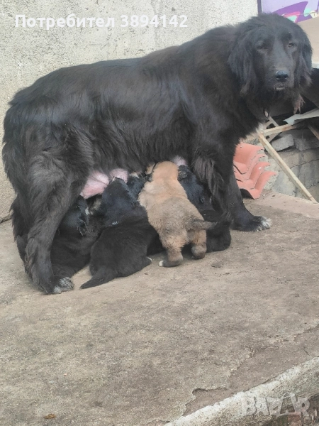 каракачански кученца , снимка 1