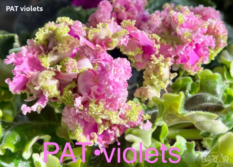 Saintpaulia Сейнтполия Сентполия African Violet Aфриканска теменужка стайна теменужка Фiалка, снимка 1