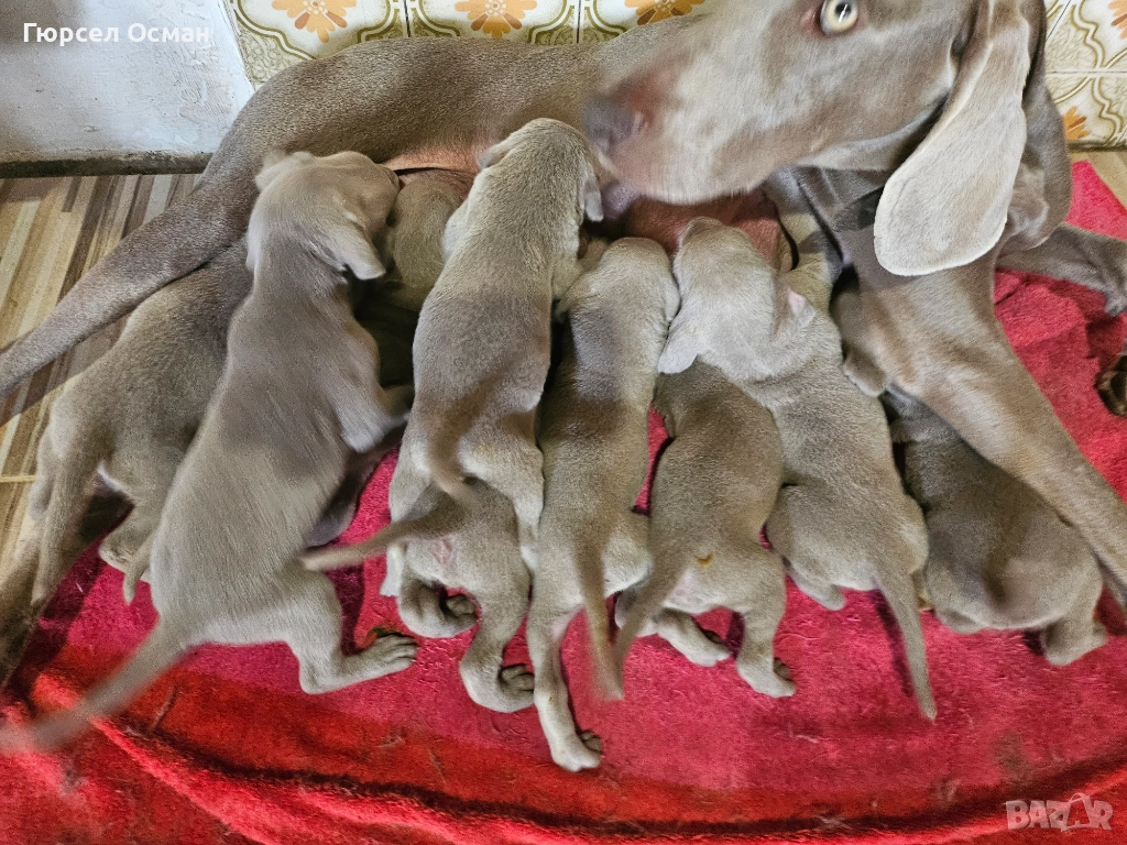 Ваймаранерчета , снимка 1