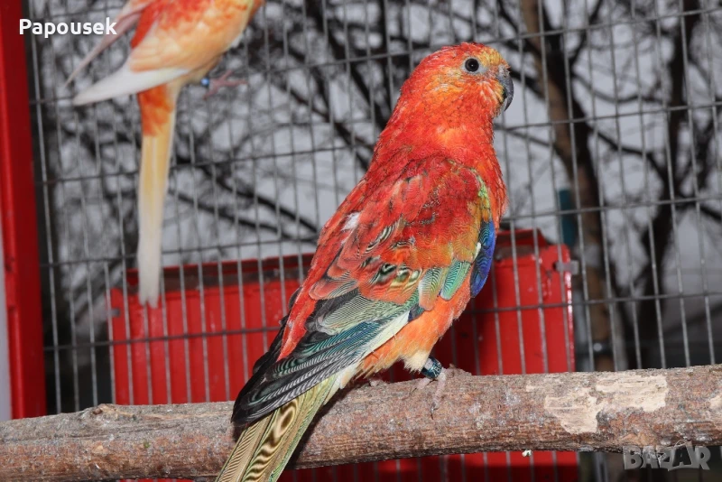 Пойни Папагали, снимка 1
