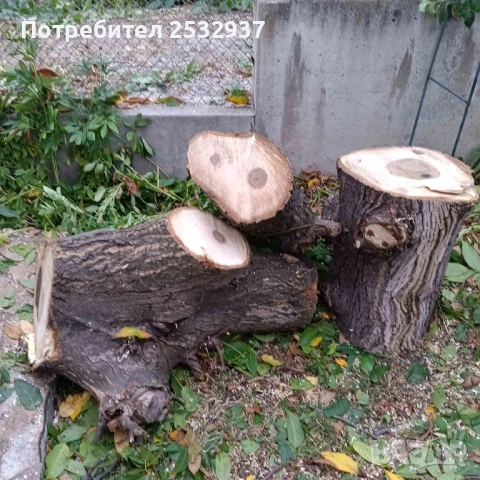 Продавам орехови дънери 