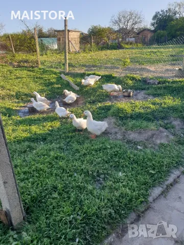 яйца от кокошки Легбар и пекински патици юрдечки, снимка 7 - Кокошки и пуйки - 46476827