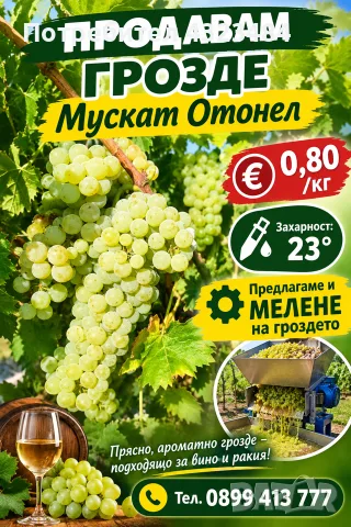 продавам грозде