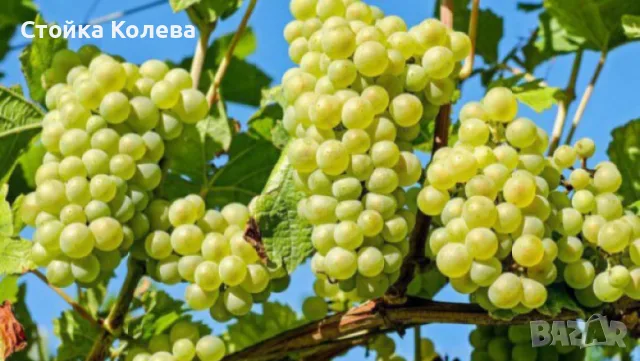 Продавам гразде