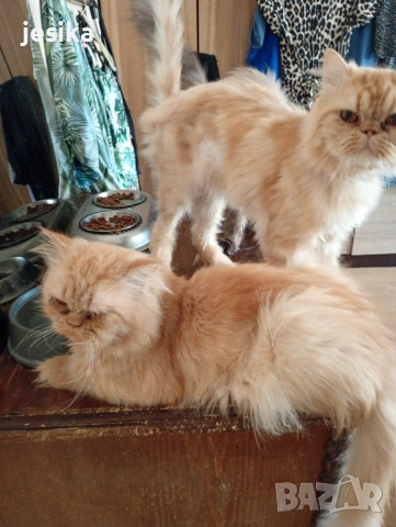 Мъжки персийци на година и половина с хигиенни навици не кастрирани,чиста порода ., снимка 5 - Персийска - 53203681