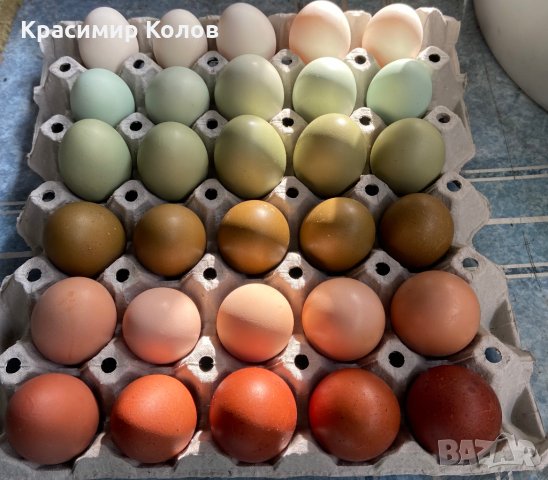 Разноцветни домашни яйца от различни породи кокошки за консумация и люпене, снимка 6